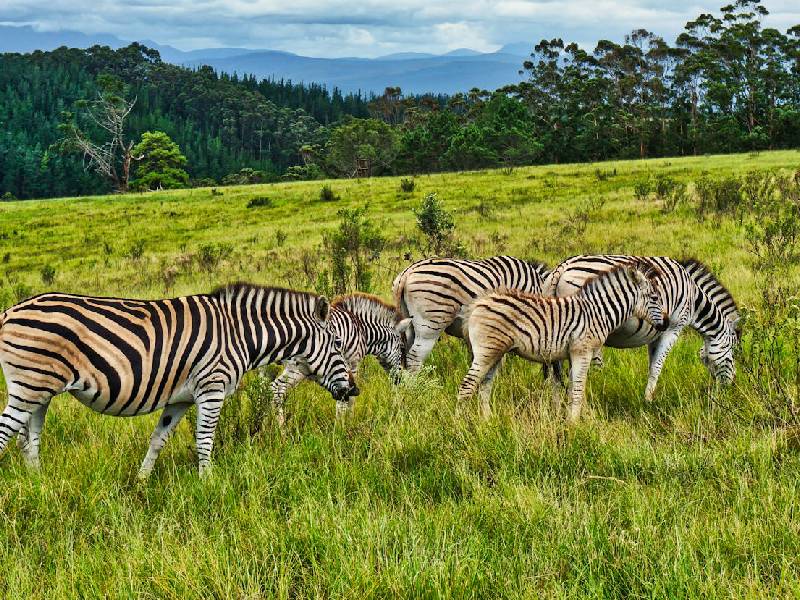 la-protection-de-la-faune-et-de-lenvironnement