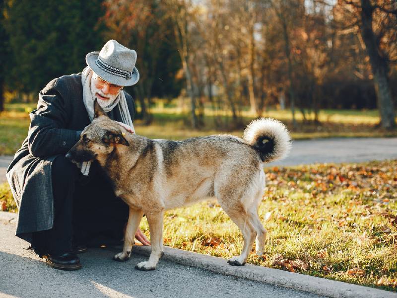les-animaux-et-laccompagnement-des-personnes-agees